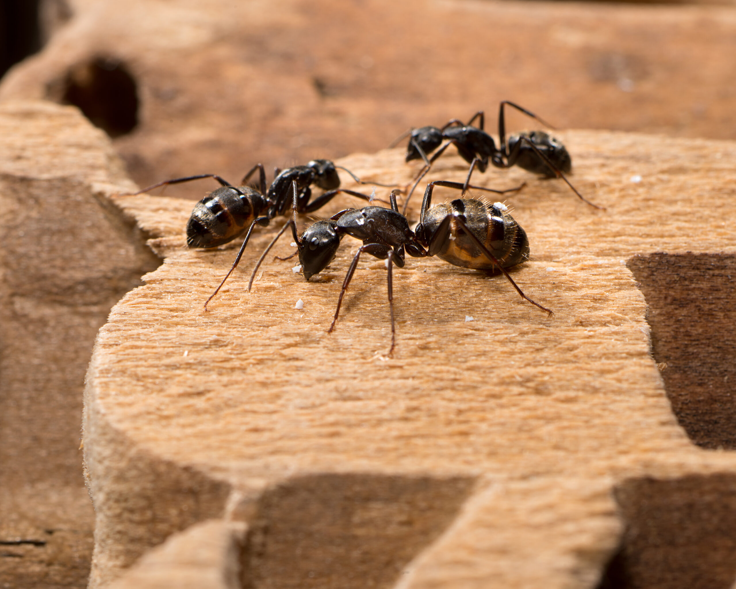 https://www.goodearthpest.com/wp-content/uploads/06_Carpenter-Ants-scaled.jpg
