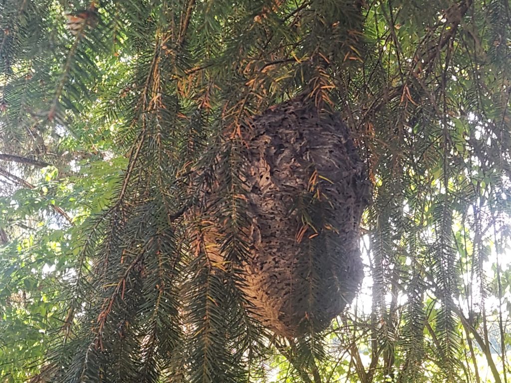 Wasp nest camouflaged within a tree's branches.