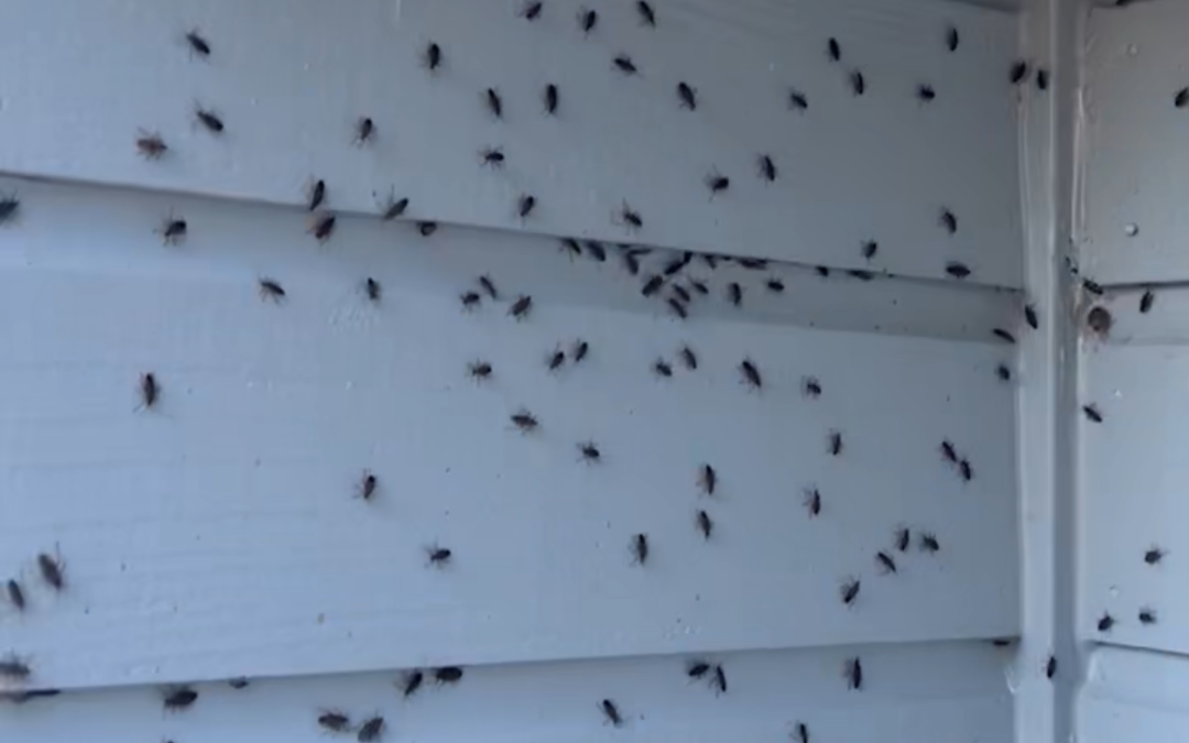 Box elder bugs congregating on the side of a house.