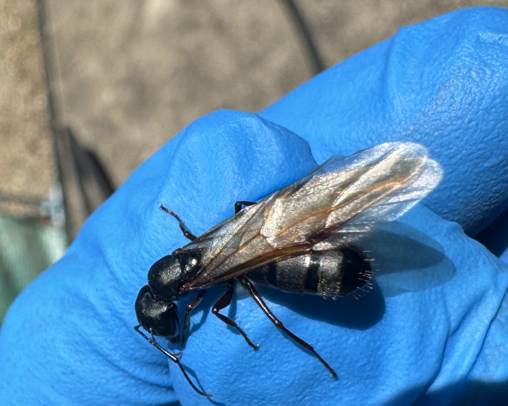 Carpenter ant queen swarmer held in the hand of a technician.