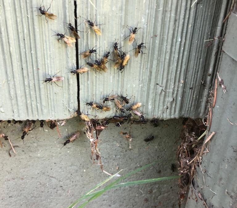 Carpenter ant swarmers emerging from the siding of a home.