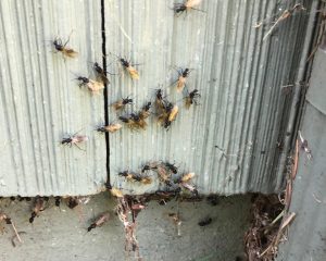 Carpenter ant swarmers emerging from the siding of a home.