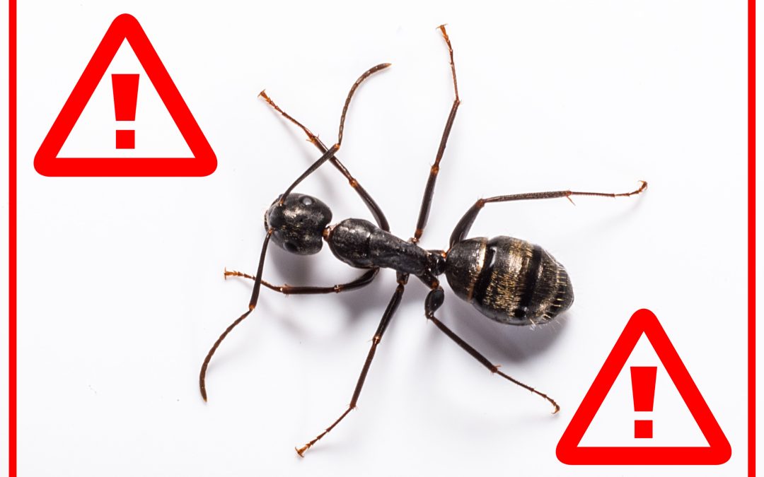 Close-up of a carpenter ant on a white background.