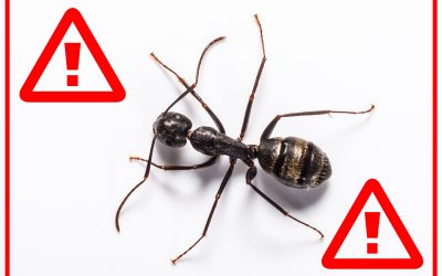 How do you know you have Carpenter Ants in your house? 8 key signs to look out for!