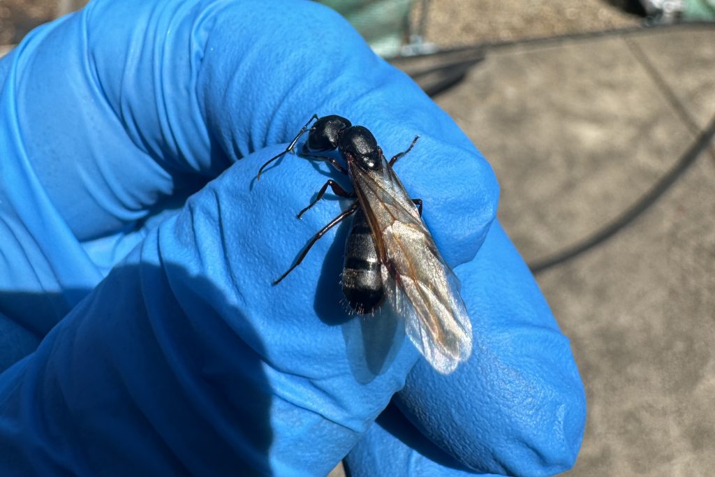 Carpenter ant queen swarmer held in the hand of a technician.