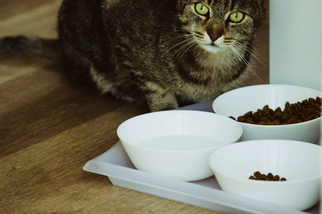 A cat sits on the floor staring at the camera with its food dishes placed inside a tray.