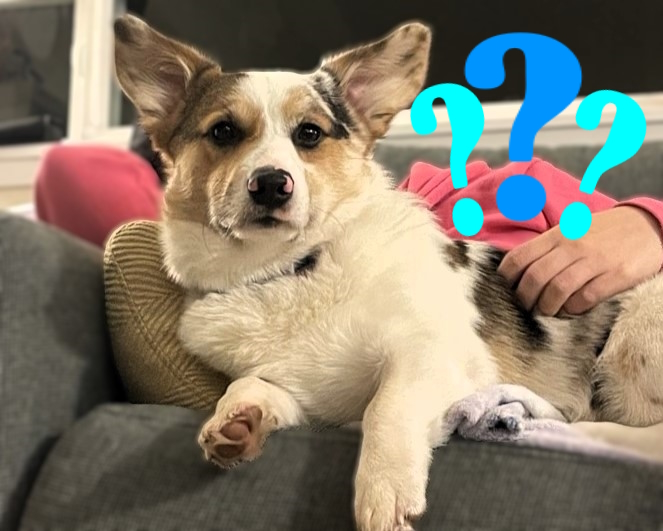 A corgi laying next to its owner on a couch, looking at the camera.