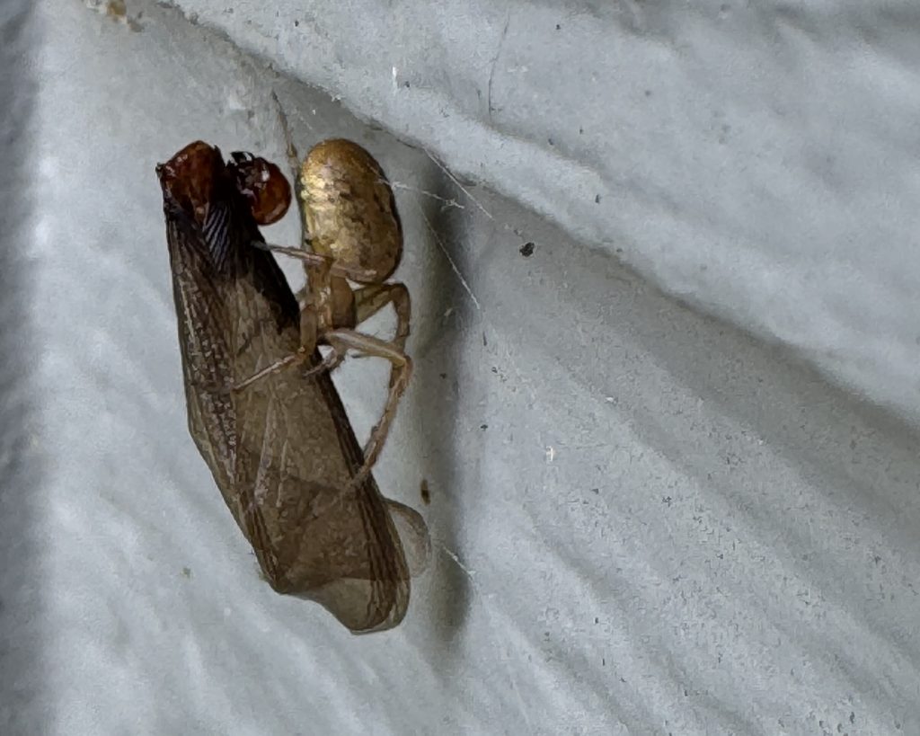 A spider eating a dead termite swarmer caught in its web.