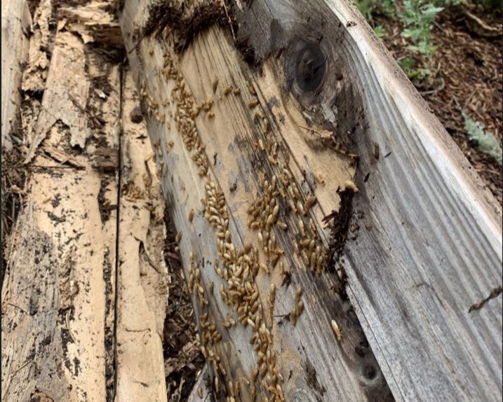 Dampwood termite damage visible on a pile of discarded wood outdoors.