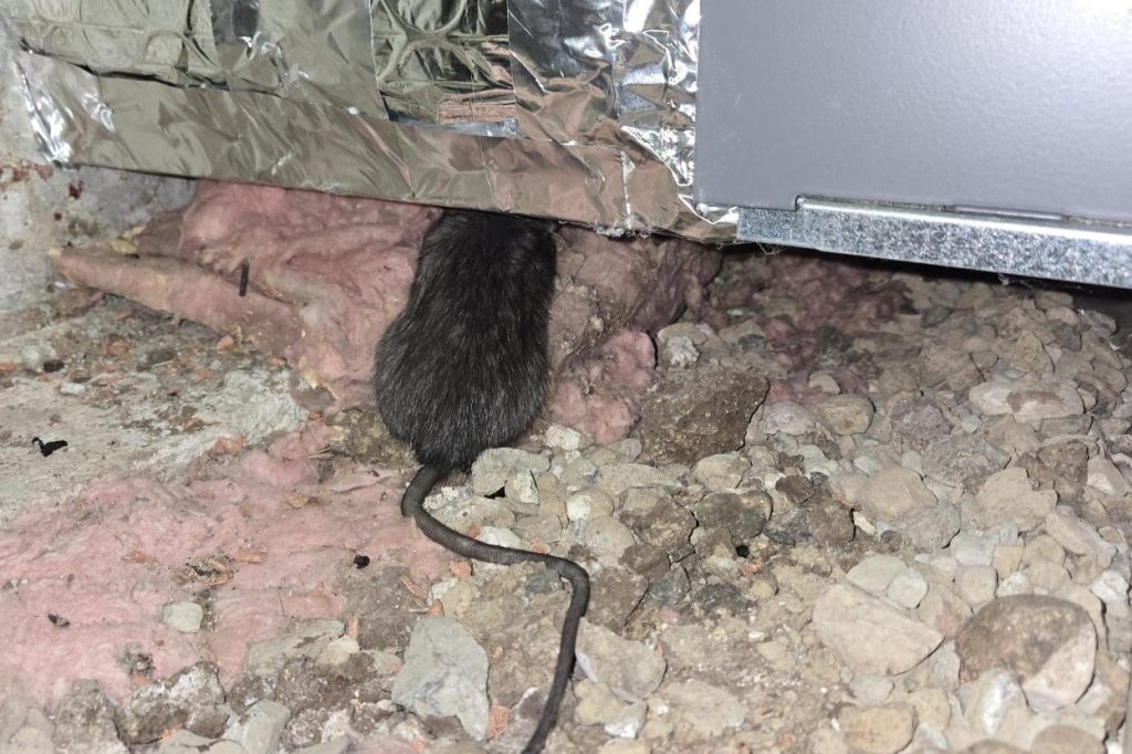 A deceased rat found under a heating duct in the insulation of an attic space.