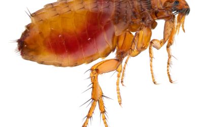 How Can I Tell if I Have Fleas in My Home?