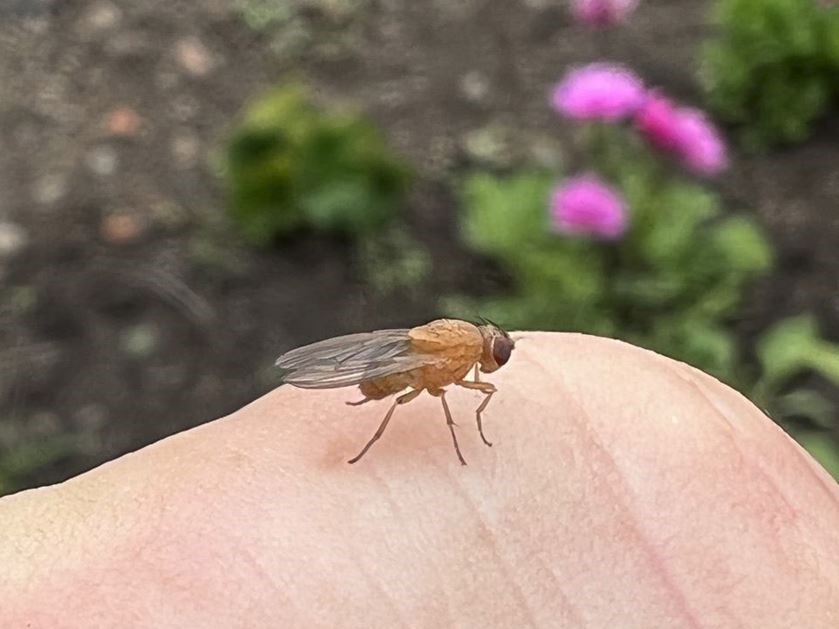 A close-up view of a tiny fruit fly resting on a human hand.