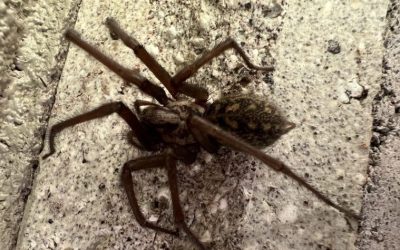 Tackle Spider Issues Naturally: Safe, Simple and Sustainable Solutions