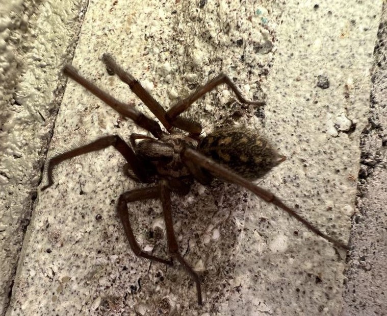 Close up of a brown giant house spider with long legs, found near a residential home.