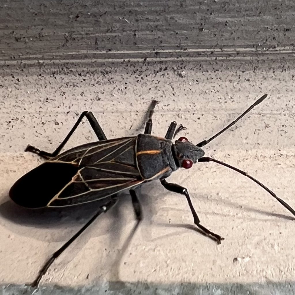 A single Box Elder Bug on the exterior of an Oregon home.