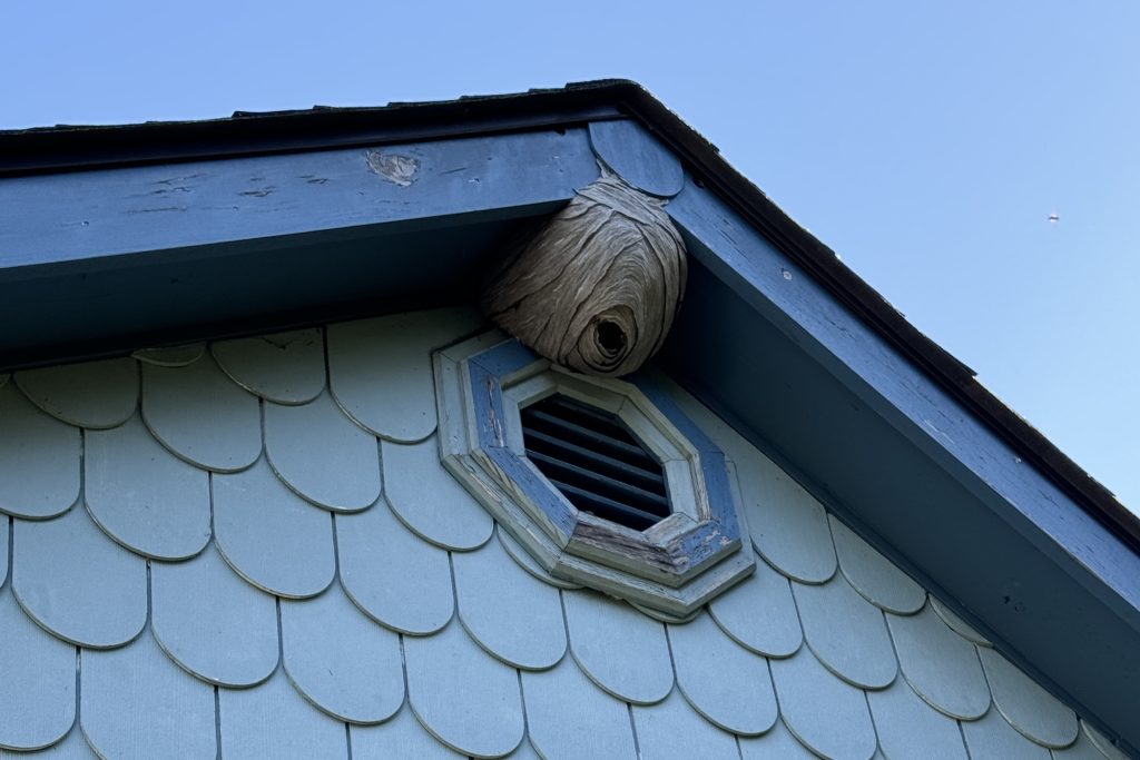 Yellow jacket nest in the eave of a home in Eugene, Oregon