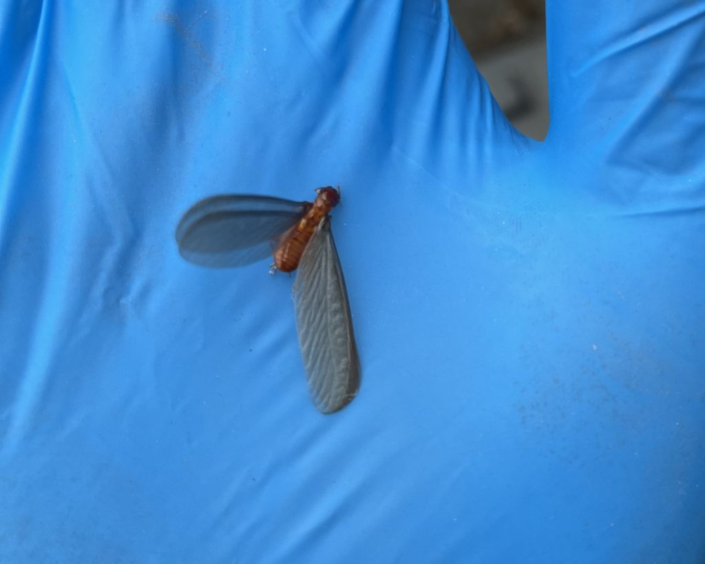 Dampwood Termite swarmer in the hand of a pest control technician.