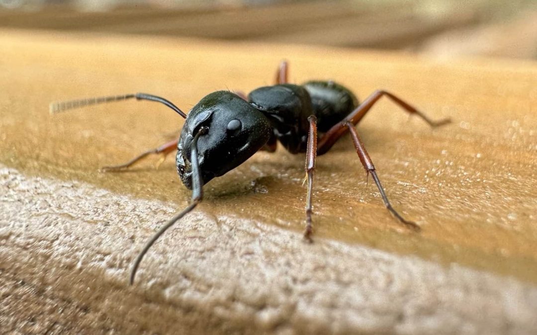 Close-up of a carpenter ant with black segmented body and large mandibles