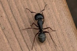 Top-down view of a carpenter ant showing its black segmented body, six legs, and curved antennae.