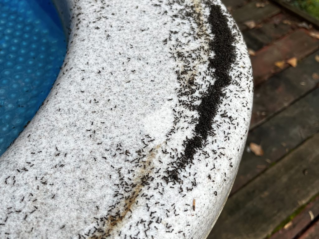 Odorous house ants nesting in a sheltered spot beneath the corner of a hot tub