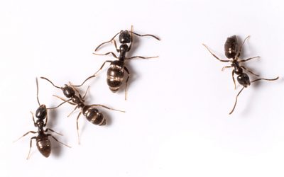 Do Sugar Ants Bite? What About Other Small Ants?