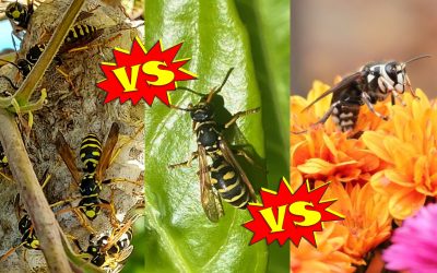 Paper Wasps vs. Yellow Jackets vs. Bald-Faced Hornets: What’s the Difference?