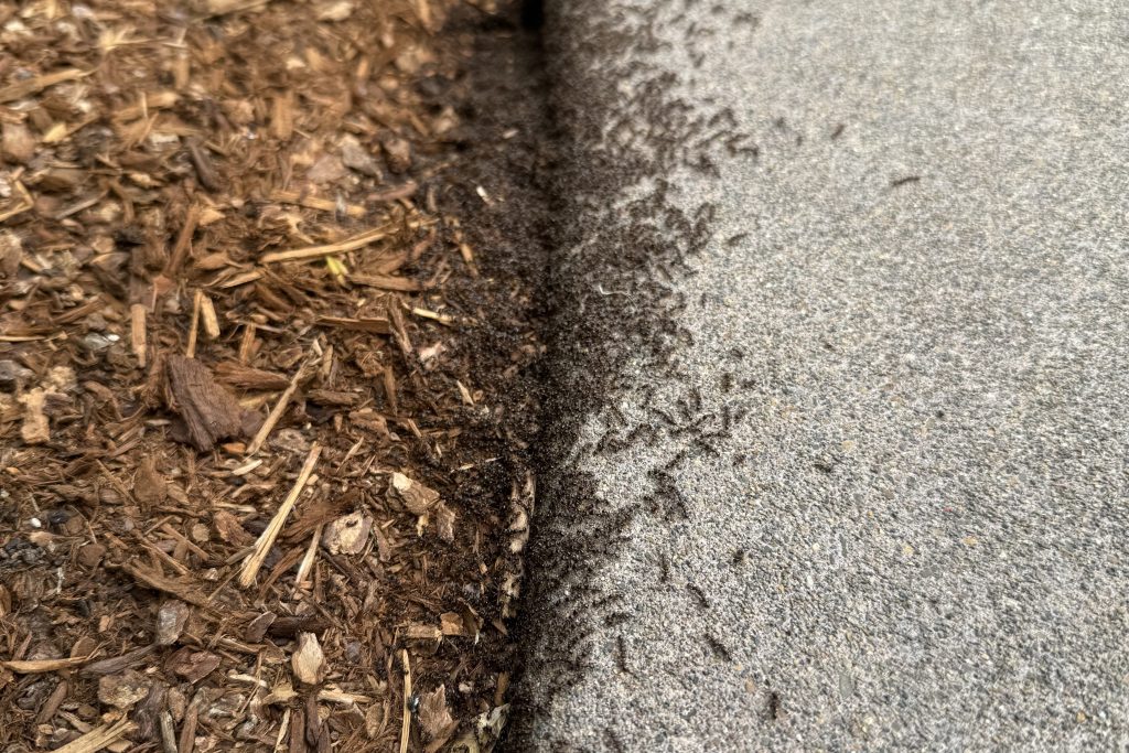 Pavement Ants Emerging from a Sidewalk Crack