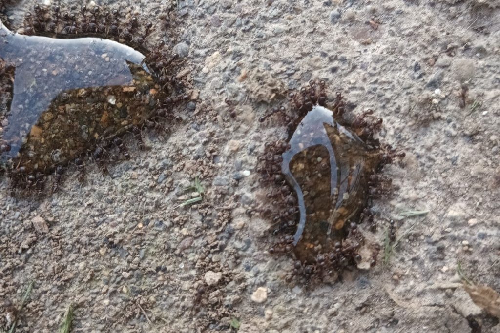 A close-up of dozens of pavement ants clustered around a sugary clear liquid.