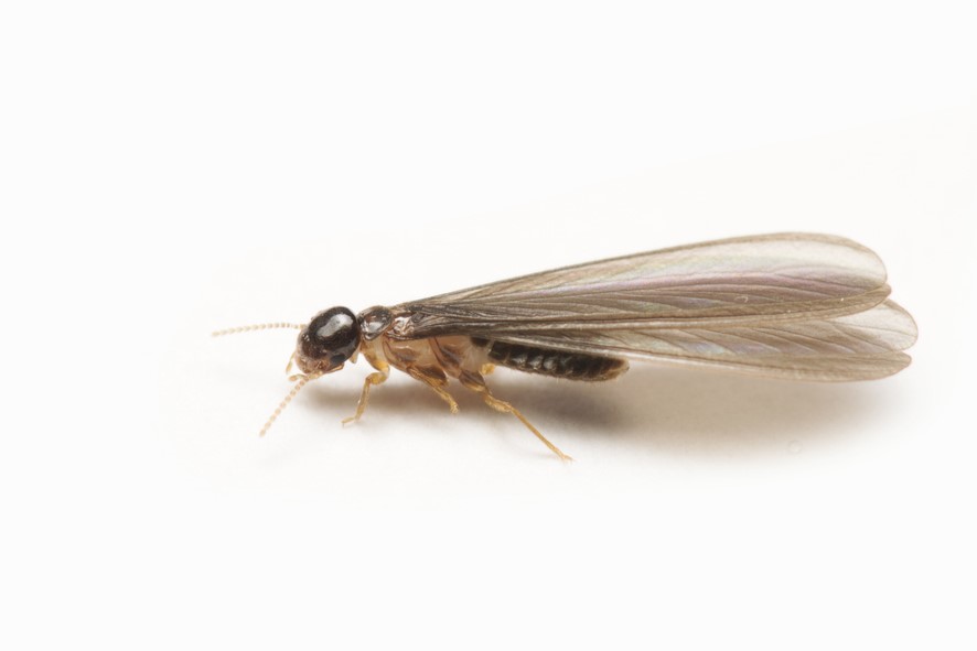 Close-up view of a winged termite reproductive.