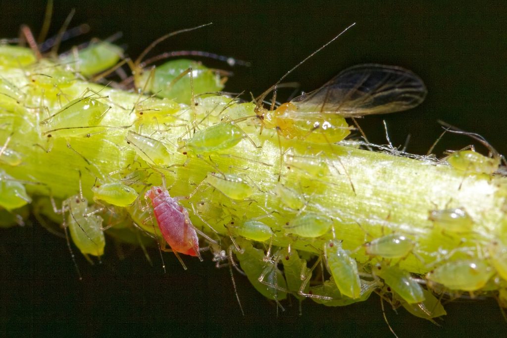 Aphids clustering on a plant stem.