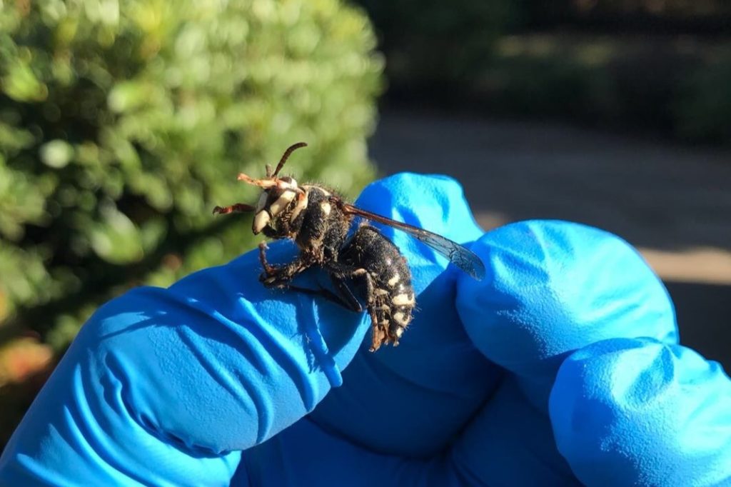 Dead bald-faced hornet in the hand of a technician.