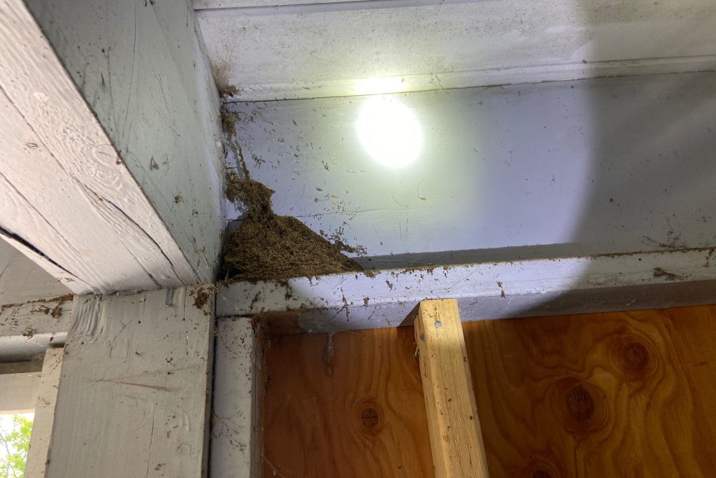 Sawdust produced by carpenter ants on top of wall framing.