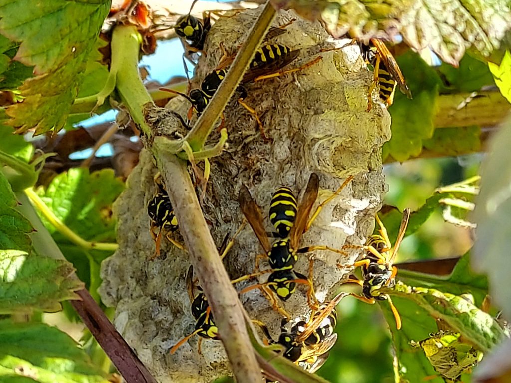 Paper wasp nest with wasps inside, located in a bush.