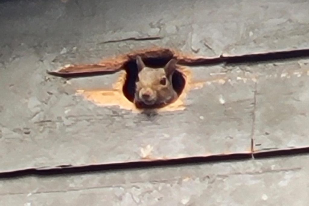 A close-up shot of a gray squirrel’s face poking through a chewed hole in the wooden siding of a house