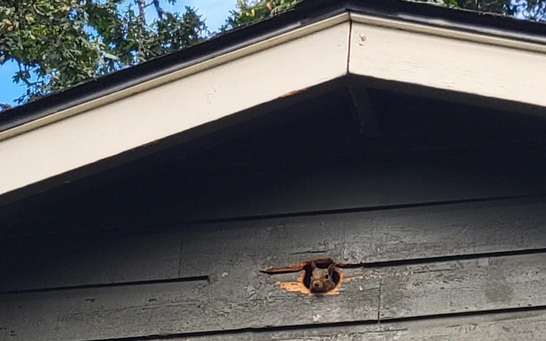 A gray squirrel peering through a chewed hole in the wood siding of a gray house.