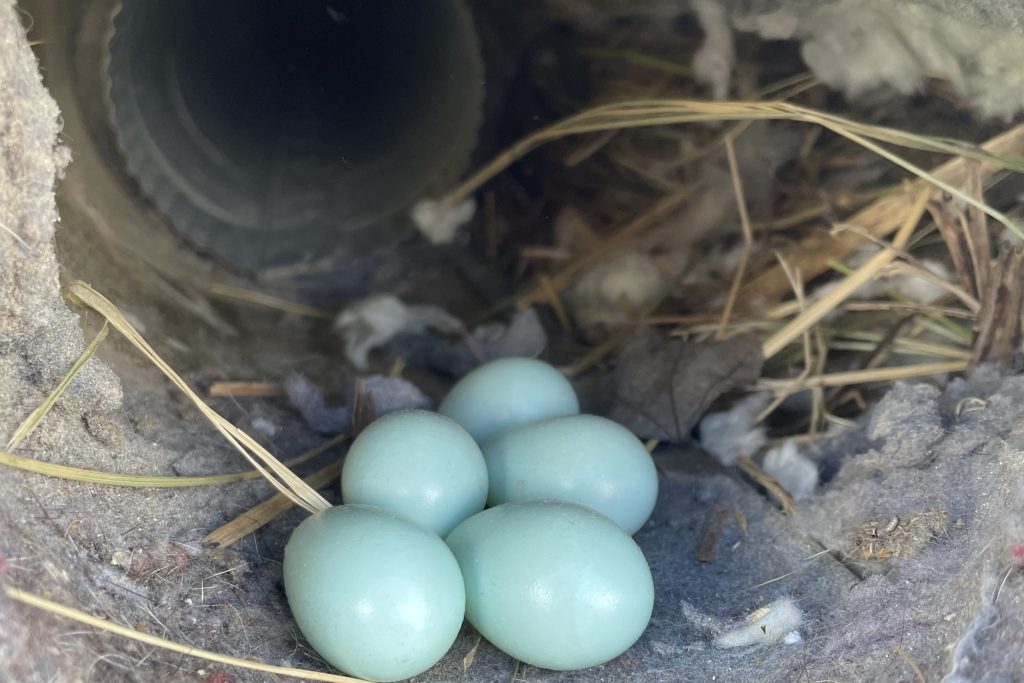 European starling nest with eggs built inside a home's oven vent duct.