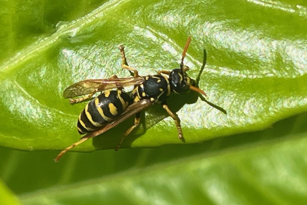 Yellow jacket queen resting on a leaf.