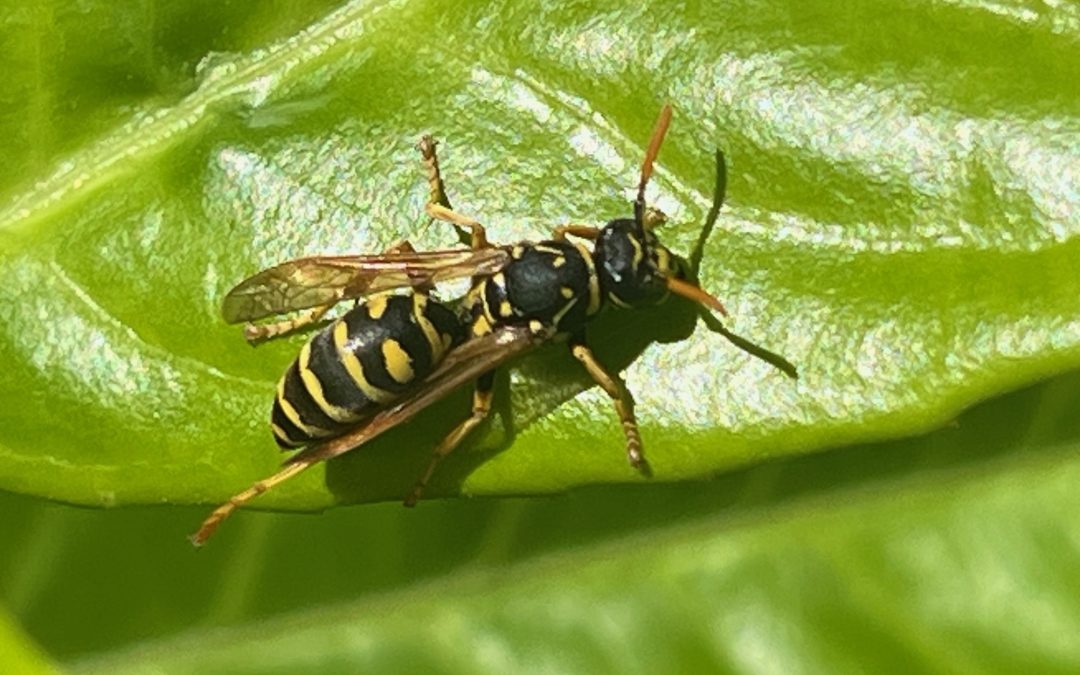 Yellow jacket queen resting on a leaf.